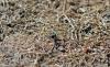Cicindela sp.